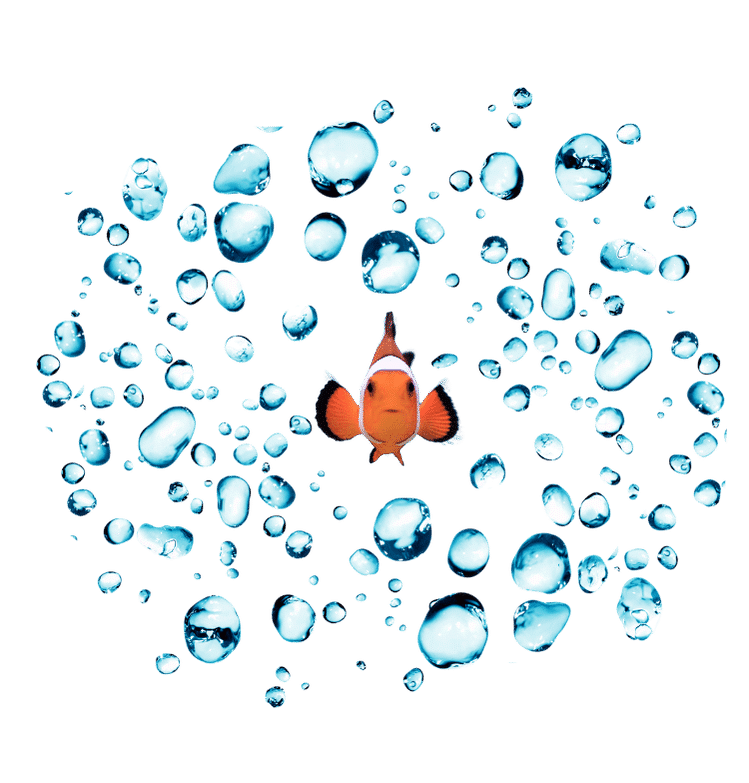 orange clown fish in between bubbles